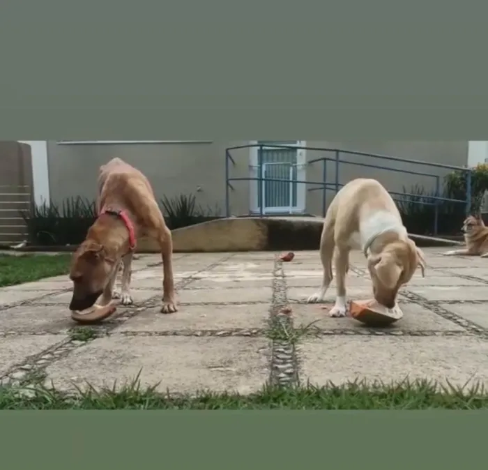 Cachorro ra a SRD-ViraLata idade 3 anos nome Natalina