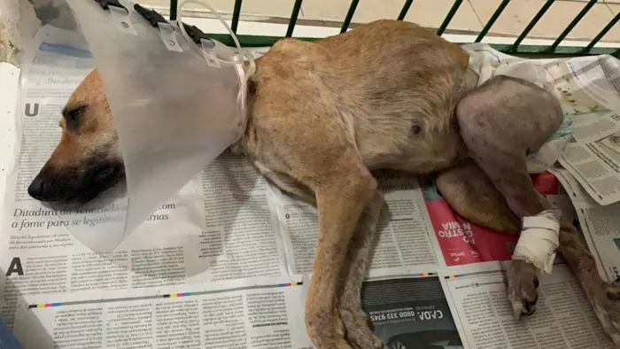 Cachorro ra a SRD-ViraLata idade 3 anos nome Natalina