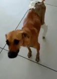 Natalina