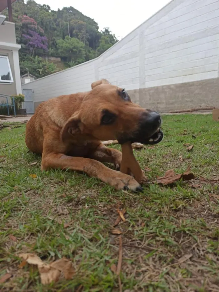 Cachorro ra a SRD-ViraLata idade 3 anos nome Natalina