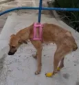 Natalina