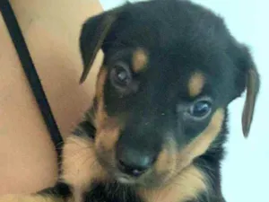 Cachorro raça  idade 2 a 6 meses nome Filhotes Larissa 