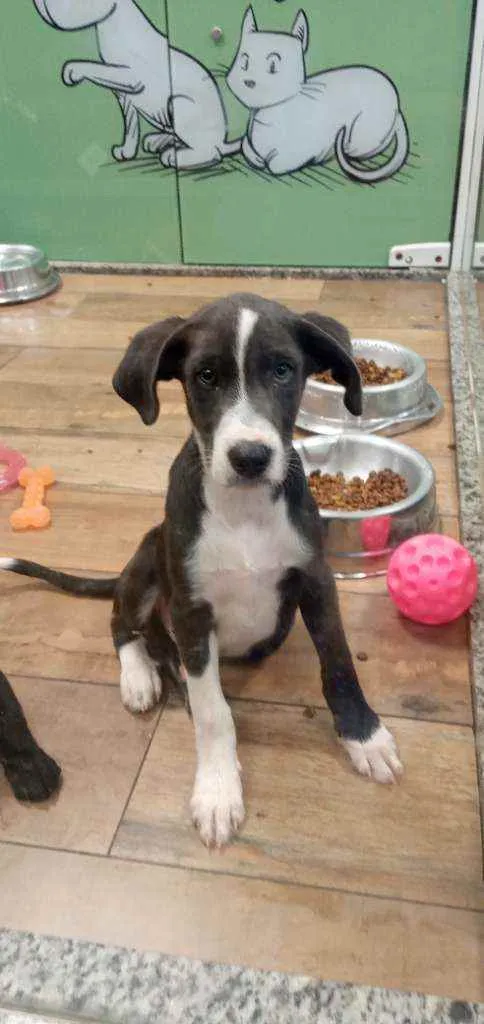 Cachorro ra a Srd idade 2 a 6 meses nome STARK