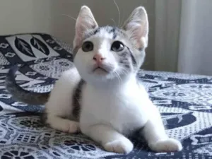 Gato raça SRD-ViraLata idade 2 a 6 meses nome Matt