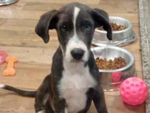 Cachorro raça Srd idade 2 a 6 meses nome STARK