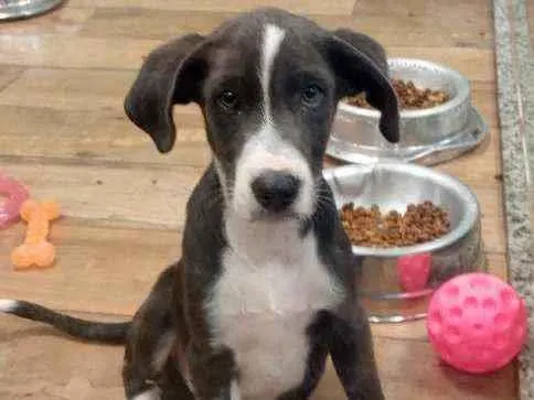 Cachorro ra a Srd idade 2 a 6 meses nome STARK
