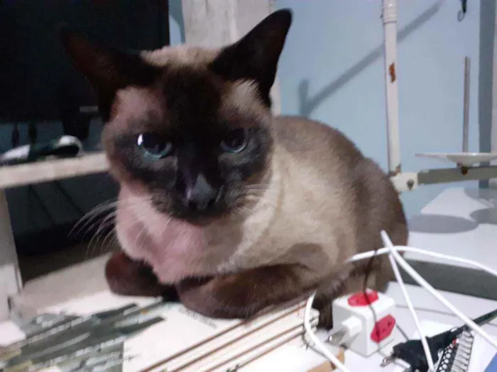 Gato ra a Siamês  chocolate idade 2 anos nome Purilin