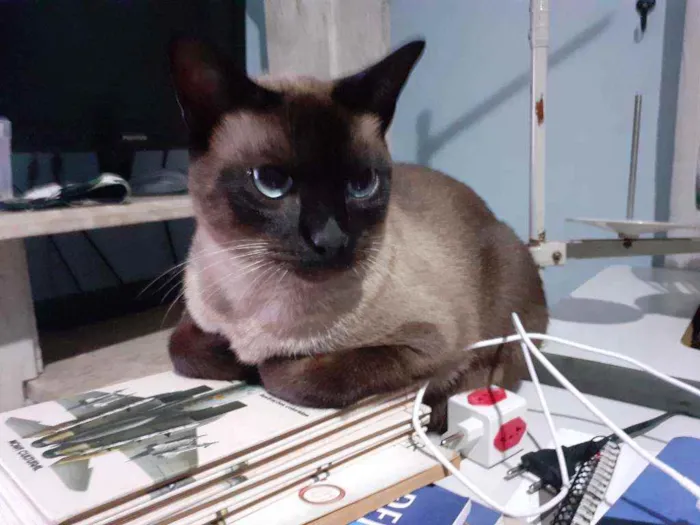 Gato ra a Siamês  chocolate idade 2 anos nome Purilin