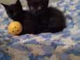 Tutti e Plin