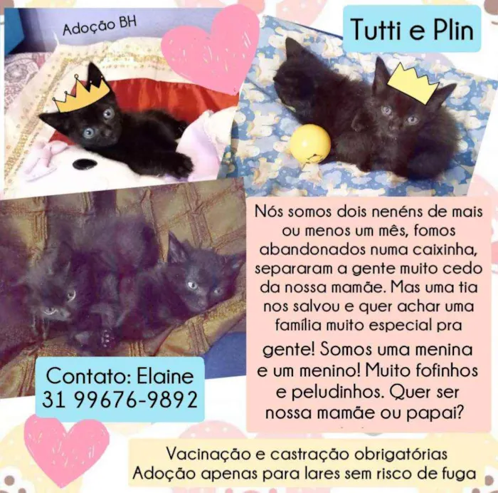 Gato raça Srd idade Abaixo de 2 meses nome Tutti e Plin