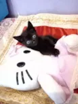 Tutti e Plin