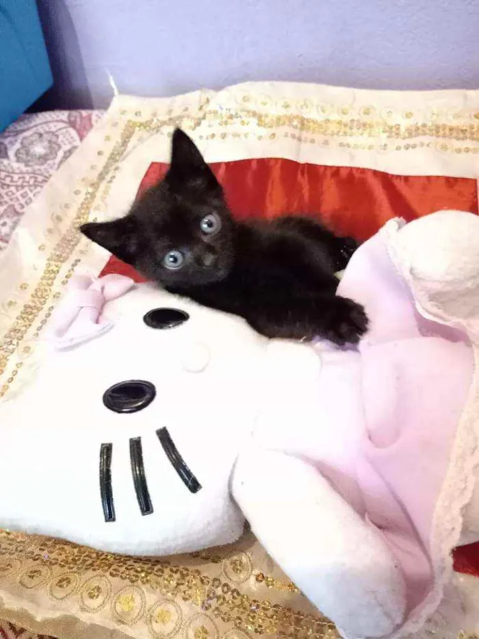 Gato raça Srd idade Abaixo de 2 meses nome Tutti e Plin