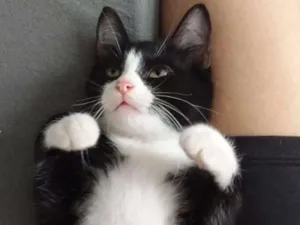 Gato raça SRD-ViraLata idade 2 a 6 meses nome Bambuí