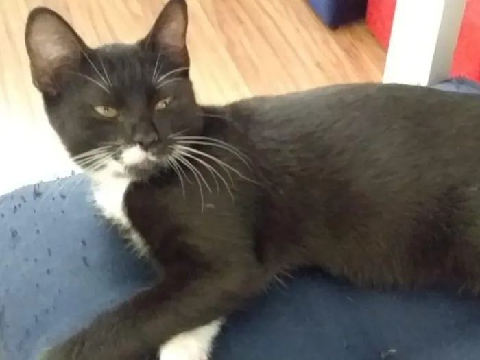 Gato raça SRD-ViraLata idade 2 a 6 meses nome Ubiraci