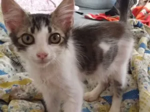 Gato raça SRD-ViraLata idade 2 a 6 meses nome Guaraci