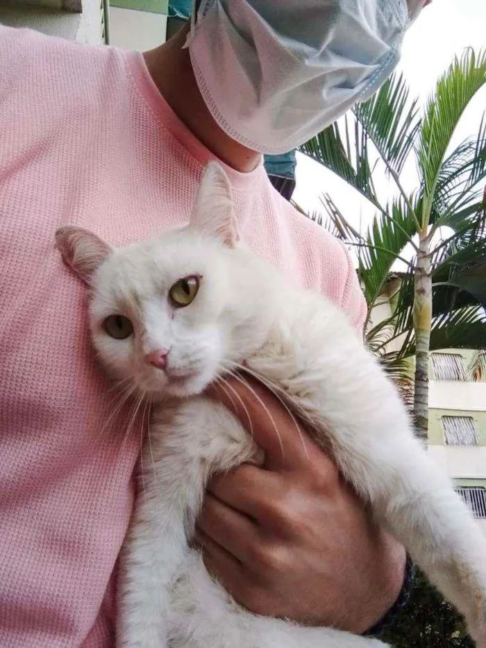 Gato ra a S.R.D. idade 2 anos nome Suzy