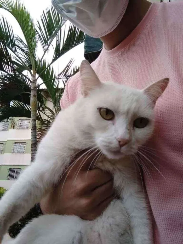 Gato ra a S.R.D. idade 2 anos nome Suzy