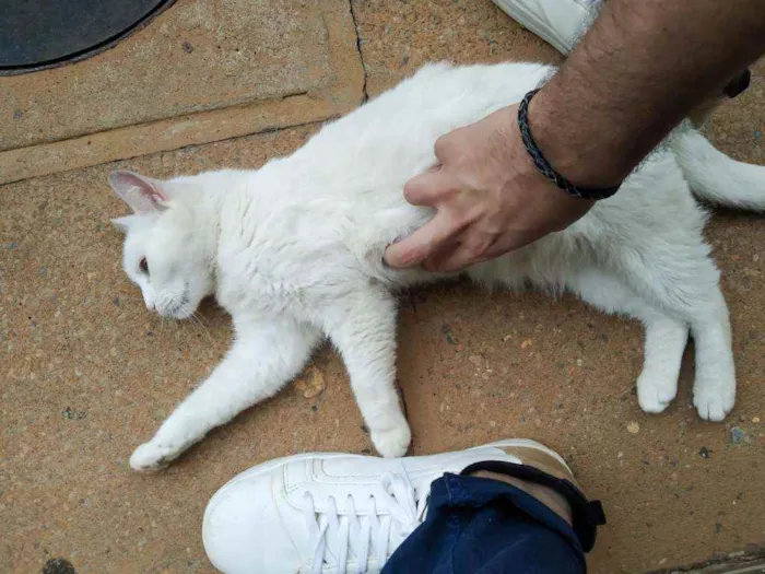 Gato ra a S.R.D. idade 2 anos nome Suzy