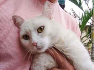 Gato raça S.R.D. idade 2 anos nome Suzy