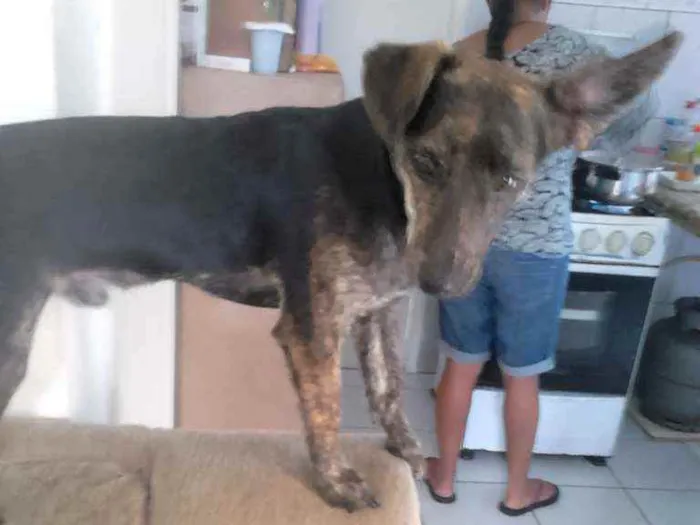 Cachorro ra a Sem raça preto trajado porte p idade 6 ou mais anos nome Thor