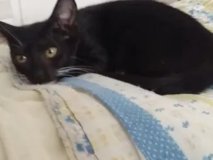 Gato raça SRD-ViraLata idade 2 a 6 meses nome Porã