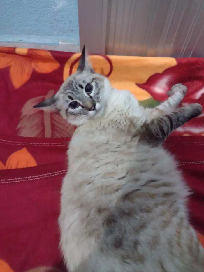 Gato ra a Maine coon idade 7 a 11 meses nome Elli