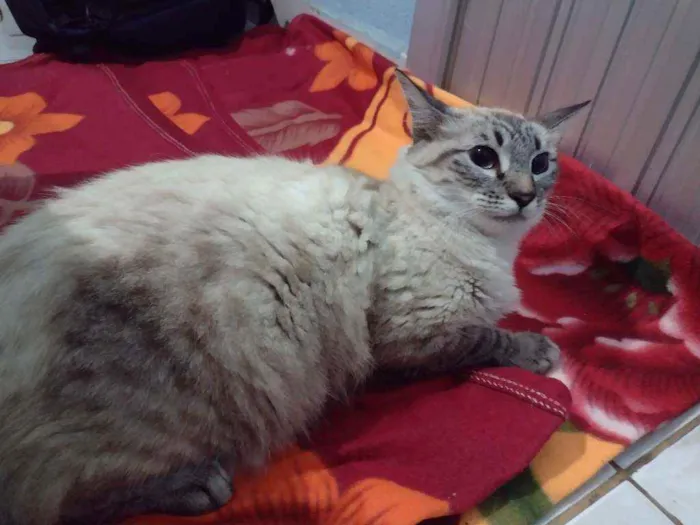Gato ra a Maine coon idade 7 a 11 meses nome Elli