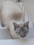 Elli