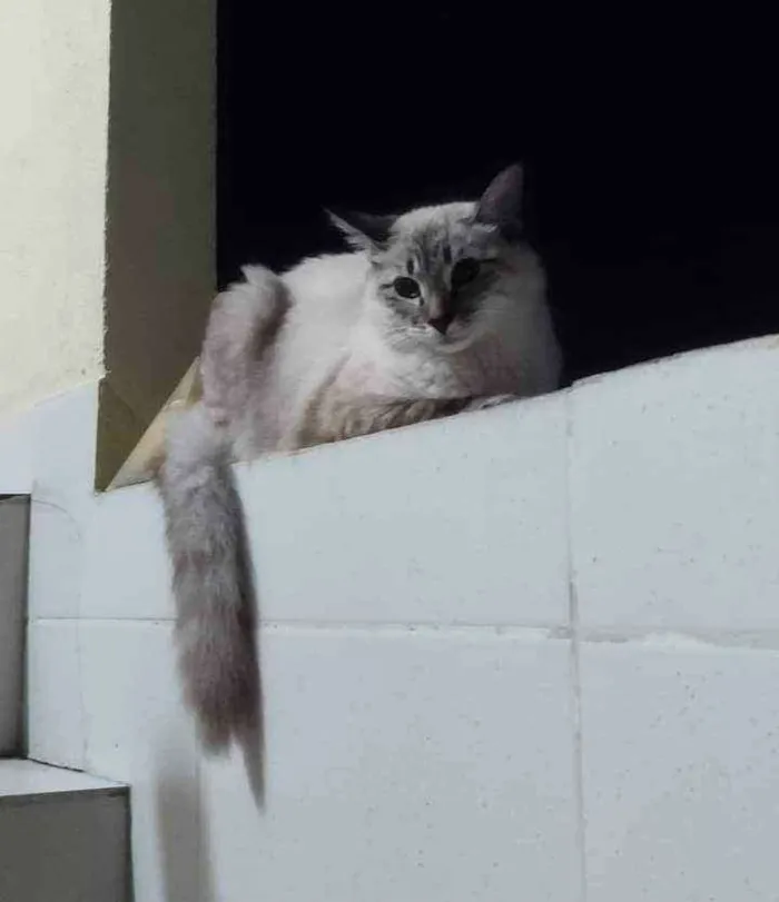Gato ra a Maine coon idade 7 a 11 meses nome Elli