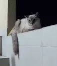 Elli