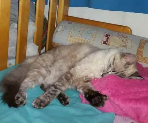 Gato ra a Maine coon idade 7 a 11 meses nome Elli