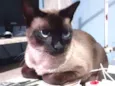 Purilin