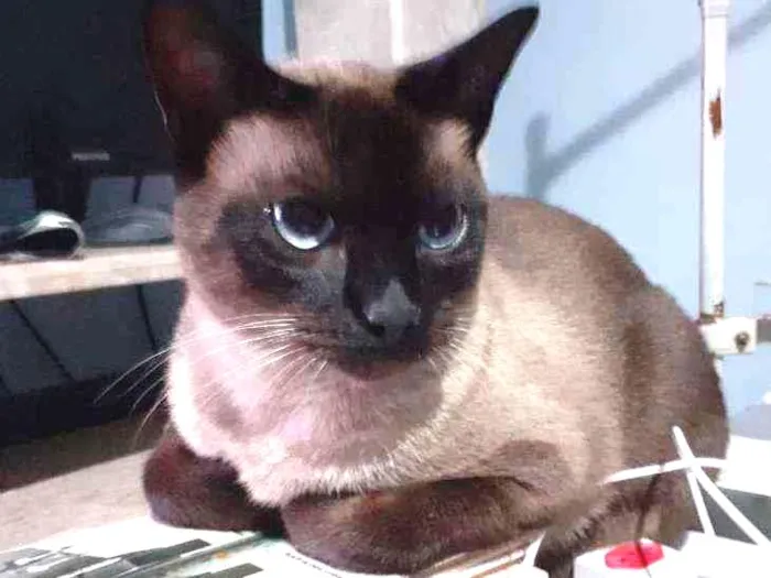 Gato ra a Siamês  chocolate idade 2 anos nome Purilin
