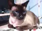 Gato raça Siamês  chocolate idade 2 anos nome Purilin
