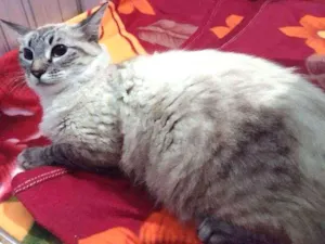 Gato raça Maine coon idade 7 a 11 meses nome Elli