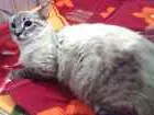 Gato raça Maine coon idade 7 a 11 meses nome Elli
