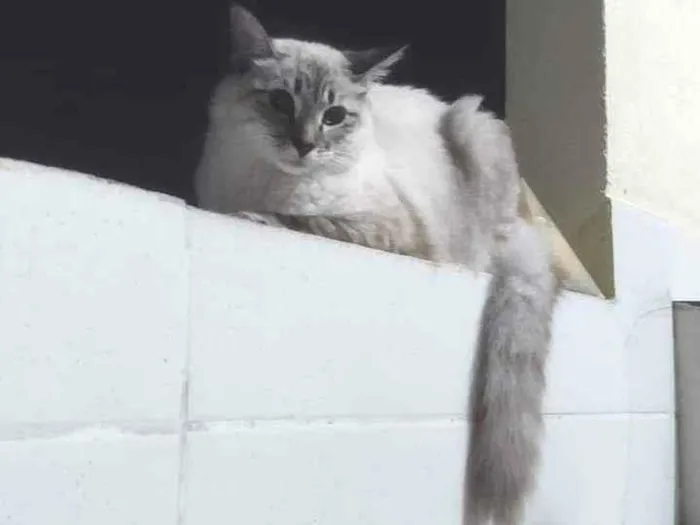Gato ra a Maine coon idade 7 a 11 meses nome Elli