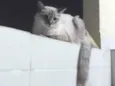Elli