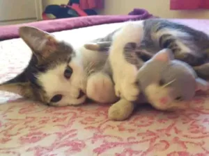 Gato raça SRD-ViraLata idade 2 a 6 meses nome Piatâ