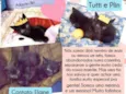 Tutti e Plin