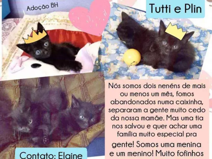 Gato raça Srd idade Abaixo de 2 meses nome Tutti e Plin