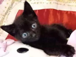 Gato raça Srd idade Abaixo de 2 meses nome Tutti e Plin