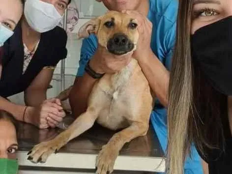 Cachorro ra a SRD-ViraLata idade 3 anos nome Natalina