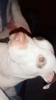 Mel