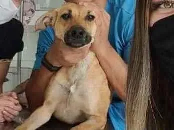 Cachorro ra a SRD-ViraLata idade 3 anos nome Natalina