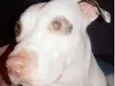 Mel