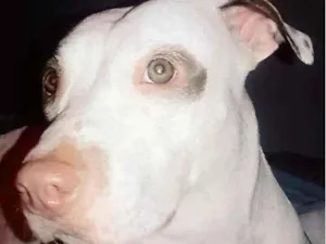 Cachorro raça Pitbull idade 2 anos nome Mel
