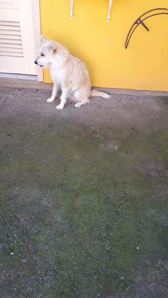 Cachorro ra a Natural  idade 3 anos nome Minie