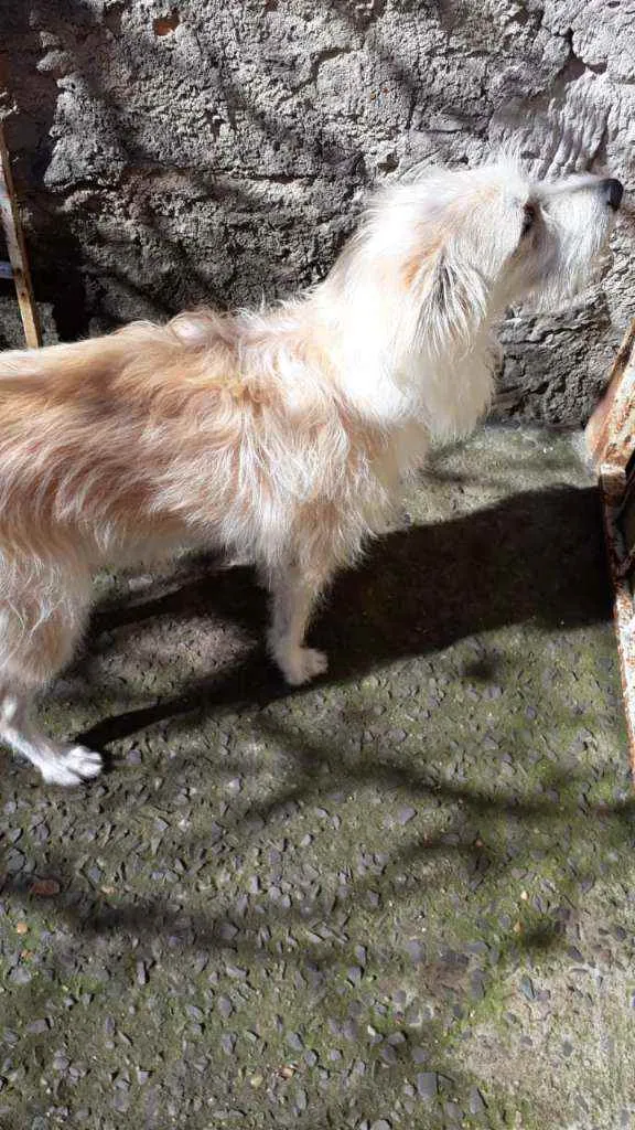 Cachorro ra a Natural  idade 3 anos nome Minie