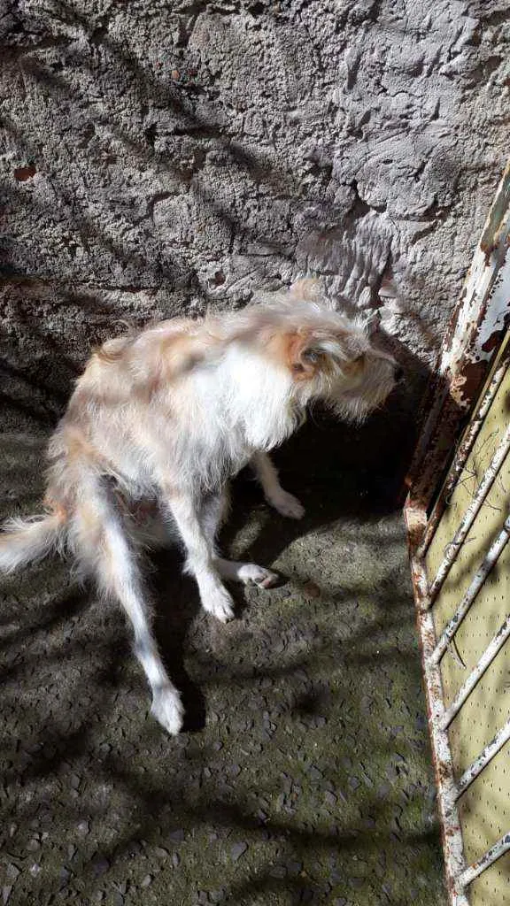 Cachorro ra a Natural  idade 3 anos nome Minie